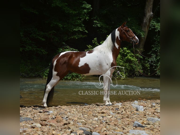 Tennessee Walking Horse Wallach 3 Jahre 152 cm Rotbrauner in Hustonville, KY
