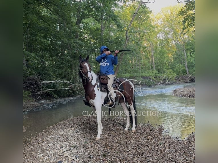 Tennessee Walking Horse Wallach 3 Jahre 152 cm Rotbrauner in Hustonville, KY