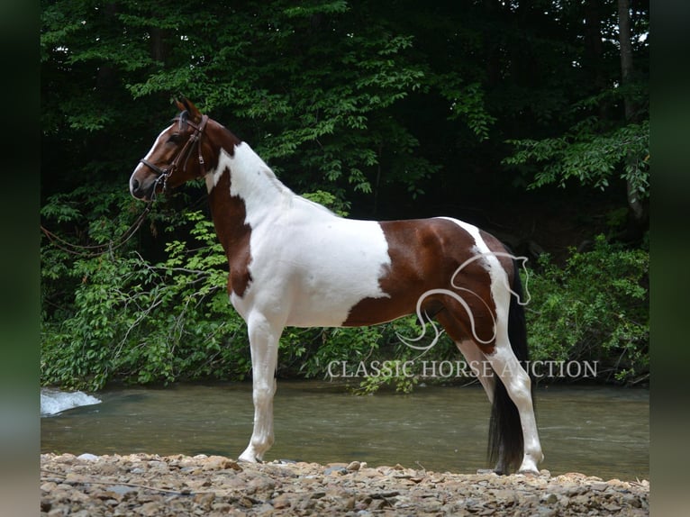 Tennessee Walking Horse Wallach 3 Jahre 152 cm Rotbrauner in Hustonville, KY