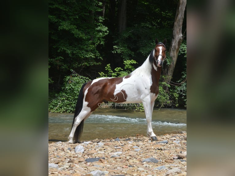 Tennessee Walking Horse Wallach 3 Jahre 152 cm Rotbrauner in Hustonville, KY