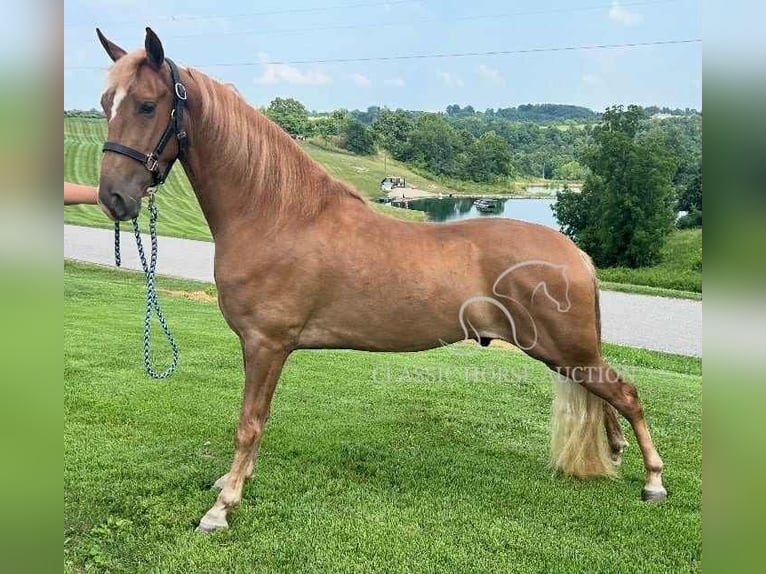 Tennessee Walking Horse Wallach 3 Jahre 152 cm Rotfuchs in Crittenden, KY