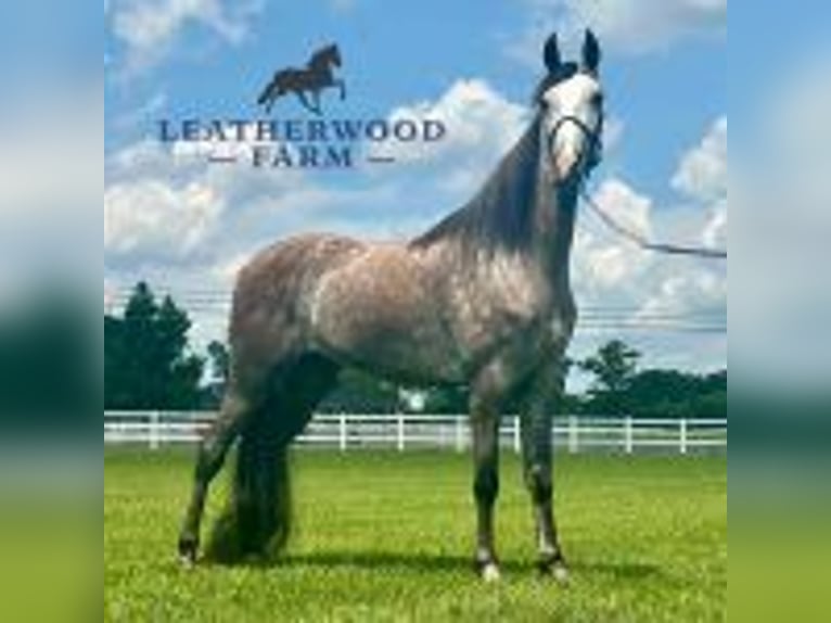 Tennessee Walking Horse Wallach 3 Jahre 152 cm Schimmel in Lewisburg