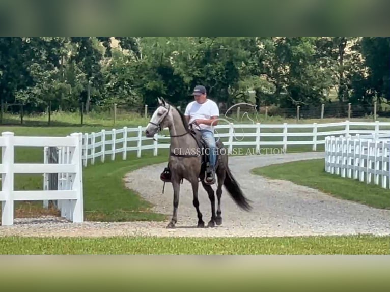 Tennessee Walking Horse Wallach 3 Jahre 152 cm Schimmel in Lewisburg