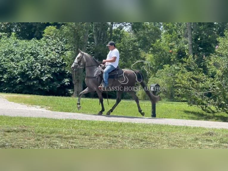 Tennessee Walking Horse Wallach 3 Jahre 152 cm Schimmel in Lewisburg