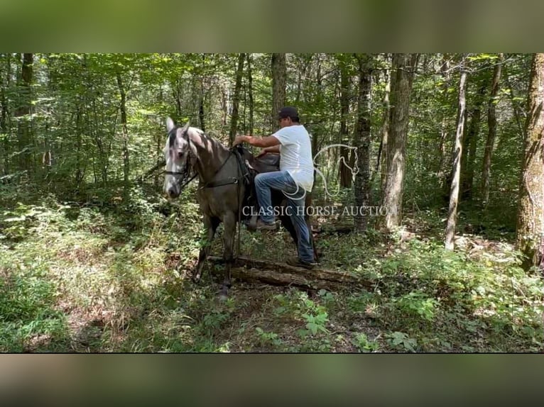 Tennessee Walking Horse Wallach 3 Jahre 152 cm Schimmel in Lewisburg