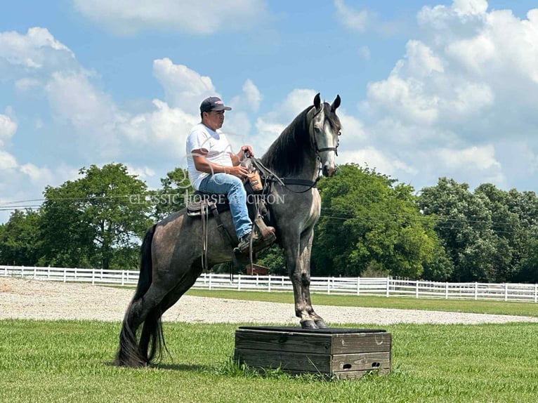 Tennessee Walking Horse Wallach 3 Jahre 152 cm Schimmel in Lewisburg