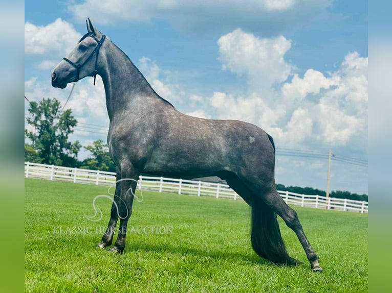 Tennessee Walking Horse Wallach 3 Jahre 152 cm Schimmel in Lewisburg