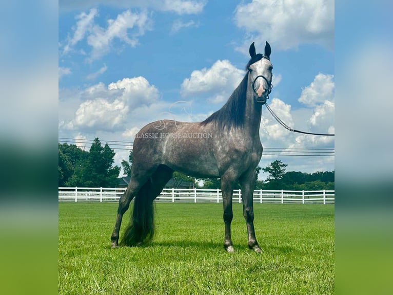 Tennessee Walking Horse Wallach 3 Jahre 152 cm Schimmel in Lewisburg