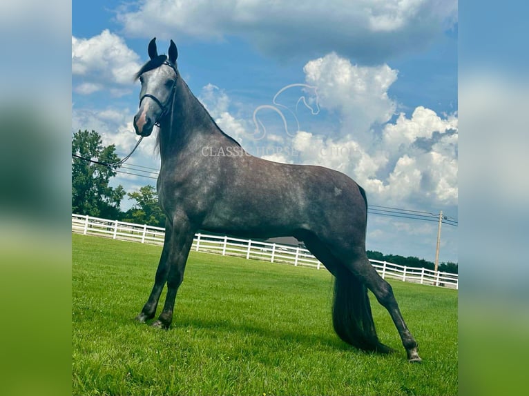 Tennessee Walking Horse Wallach 3 Jahre 152 cm Schimmel in Lewisburg