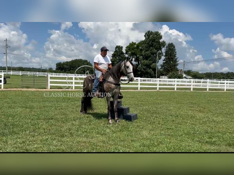 Tennessee Walking Horse Wallach 3 Jahre 152 cm Schimmel in Lewisburg