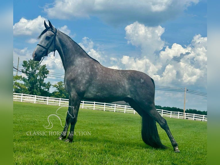 Tennessee Walking Horse Wallach 3 Jahre 152 cm Schimmel in Lewisburg