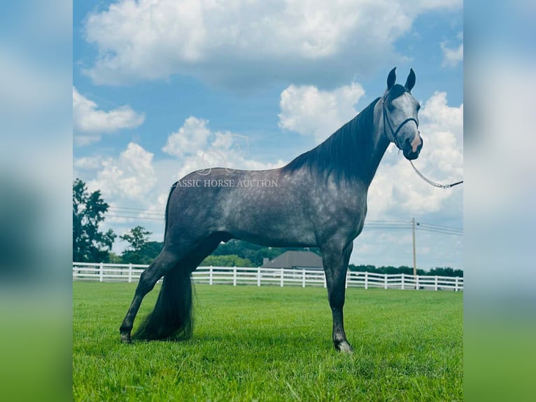 Tennessee Walking Horse Wallach 3 Jahre 152 cm Schimmel in Lewisburg