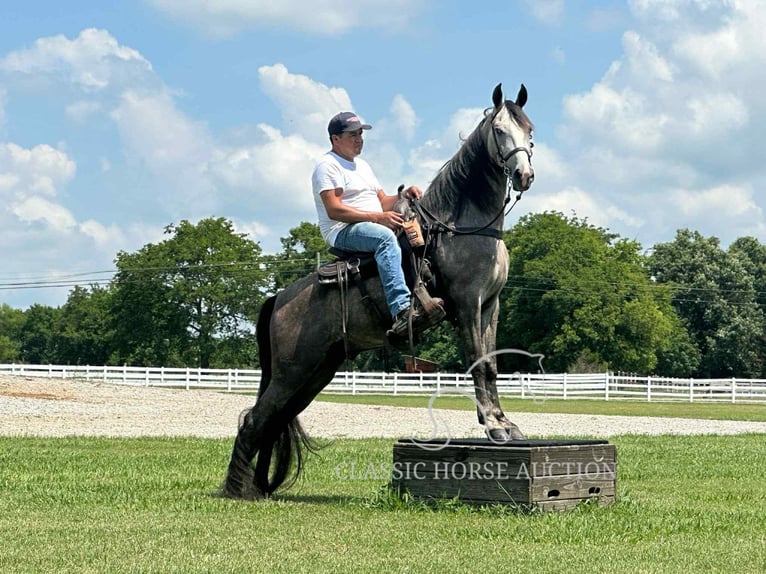 Tennessee Walking Horse Wallach 3 Jahre 152 cm Schimmel in Lewisburg