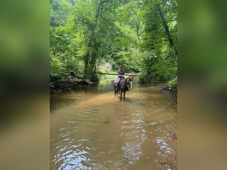 Tennessee Walking Horse Wallach 3 Jahre 152 cm Schimmel in Sneedville, TN