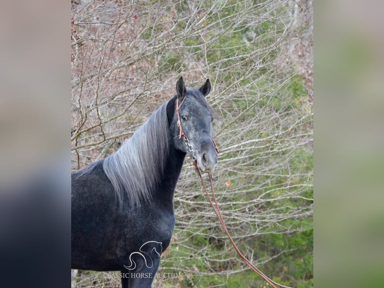 Tennessee Walking Horse Wallach 3 Jahre 152 cm Schimmel in Hustonville, KY