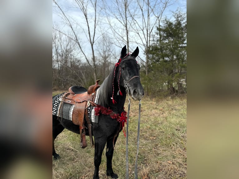 Tennessee Walking Horse Wallach 3 Jahre 152 cm Schimmel in Hustonville, KY