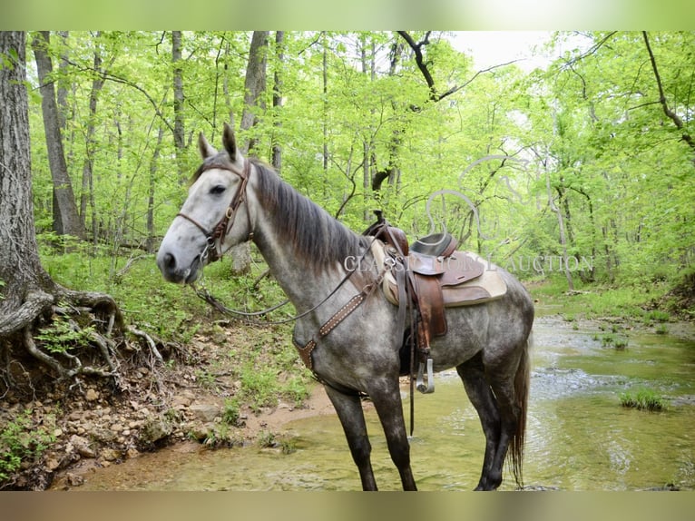 Tennessee Walking Horse Wallach 3 Jahre 152 cm Schimmel in Park Hills, MO
