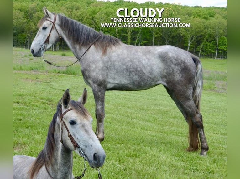 Tennessee Walking Horse Wallach 3 Jahre 152 cm Schimmel in Park Hills, MO