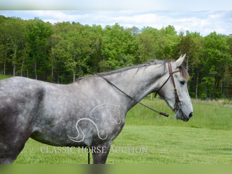 Tennessee Walking Horse Wallach 3 Jahre 152 cm Schimmel in Park Hills, MO