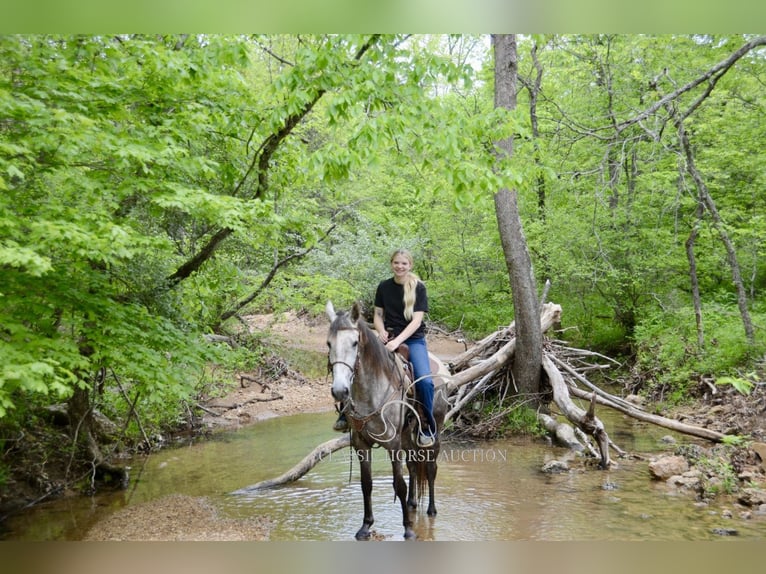 Tennessee Walking Horse Wallach 3 Jahre 152 cm Schimmel in Park Hills, MO