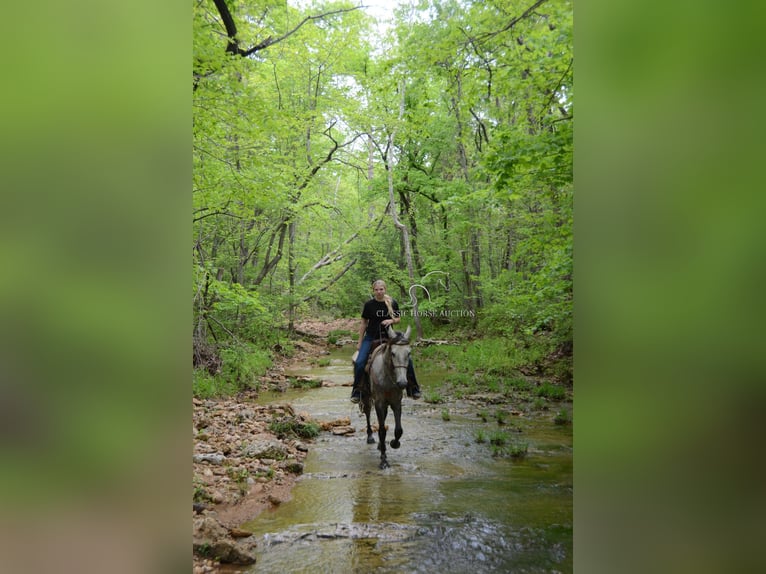 Tennessee Walking Horse Wallach 3 Jahre 152 cm Schimmel in Park Hills, MO