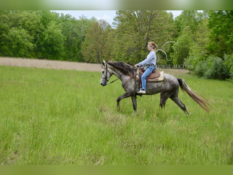 Tennessee Walking Horse Wallach 3 Jahre 152 cm Schimmel in Park Hills, MO