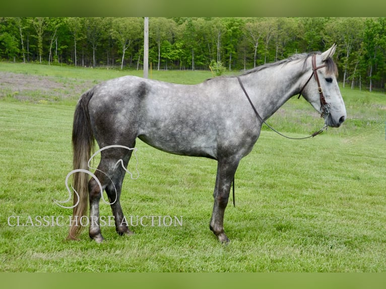 Tennessee Walking Horse Wallach 3 Jahre 152 cm Schimmel in Park Hills, MO