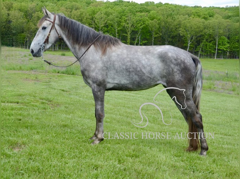 Tennessee Walking Horse Wallach 3 Jahre 152 cm Schimmel in Park Hills, MO