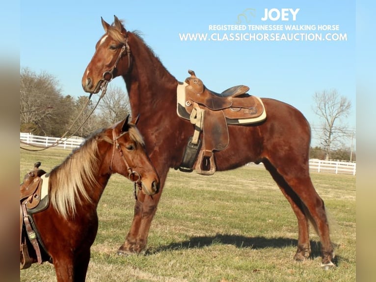 Tennessee Walking Horse Wallach 3 Jahre 163 cm Rotfuchs in Lewisburg, TN