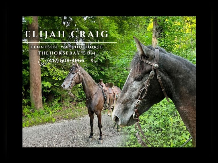 Tennessee Walking Horse Wallach 3 Jahre 165 cm Schimmel in Auburn, KY