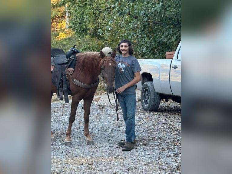 Tennessee Walking Horse Wallach 4 Jahre 142 cm Rotfuchs in Sneedville, TN