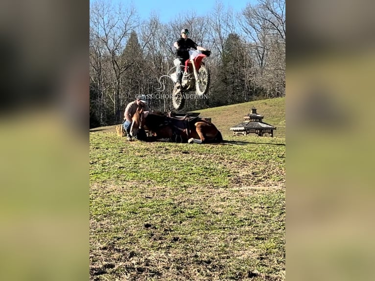 Tennessee Walking Horse Wallach 4 Jahre 142 cm Rotfuchs in Parkers Lake, KY