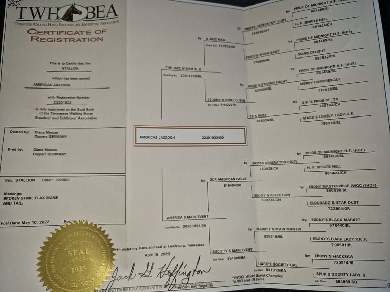 Tennessee Walking Horse Wallach 4 Jahre 148 cm Fuchs in Helvesiek