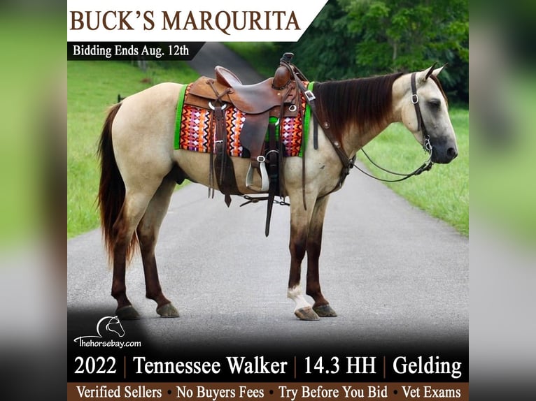 Tennessee Walking Horse Wallach 4 Jahre 150 cm Buckskin in Tompkinsville, KY