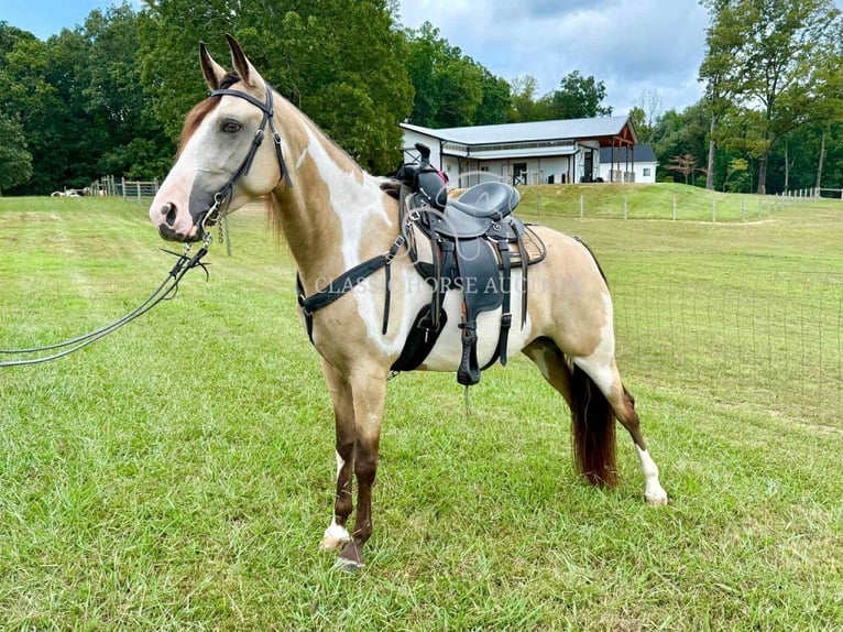 Tennessee Walking Horse Wallach 4 Jahre 152 cm Buckskin in Lynnville, TN