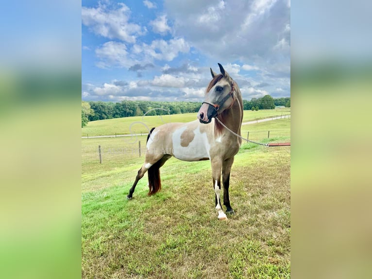 Tennessee Walking Horse Wallach 4 Jahre 152 cm Buckskin in Lynnville, TN