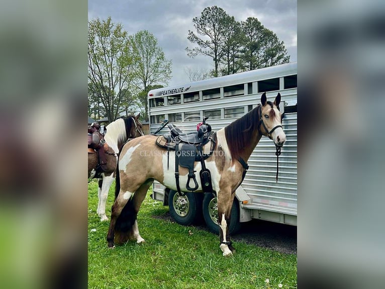 Tennessee Walking Horse Wallach 4 Jahre 152 cm Buckskin in Lynnville, TN