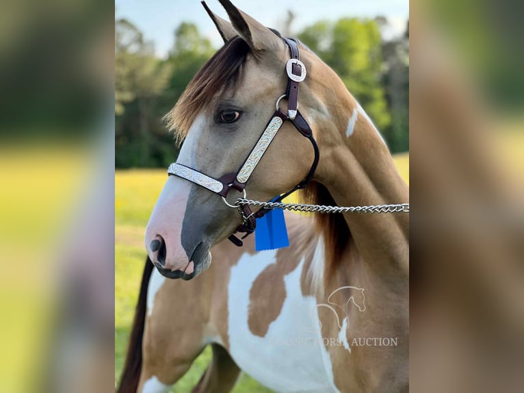 Tennessee Walking Horse Wallach 4 Jahre 152 cm Buckskin in Lynnville, TN