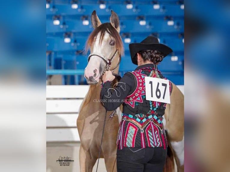 Tennessee Walking Horse Wallach 4 Jahre 152 cm Buckskin in Lynnville, TN