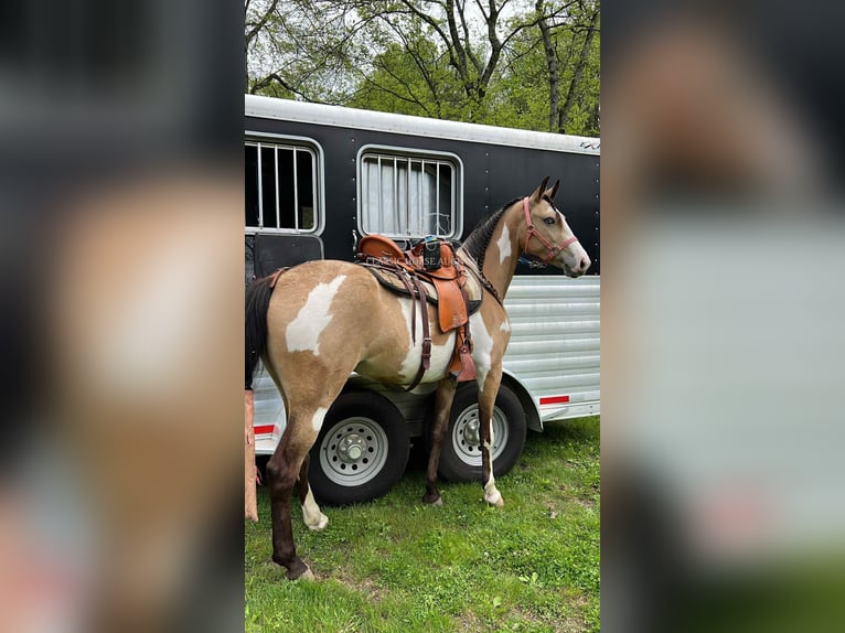 Tennessee Walking Horse Wallach 4 Jahre 152 cm Buckskin in Lynnville, TN