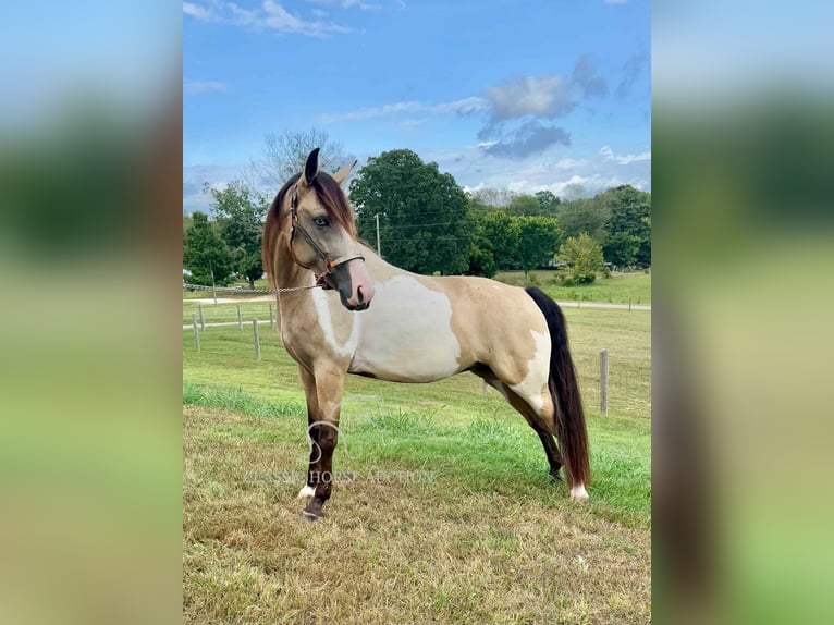 Tennessee Walking Horse Wallach 4 Jahre 152 cm Buckskin in Lynnville, TN