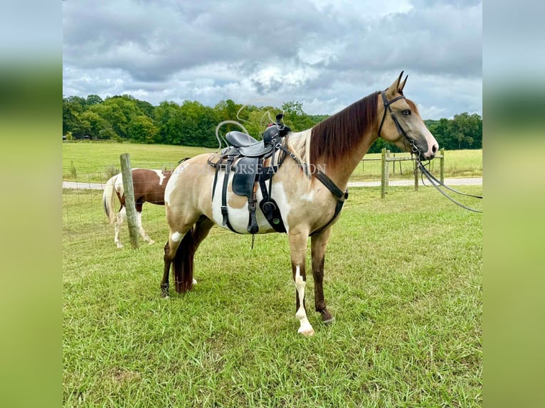 Tennessee Walking Horse Wallach 4 Jahre 152 cm Buckskin in Lynnville, TN