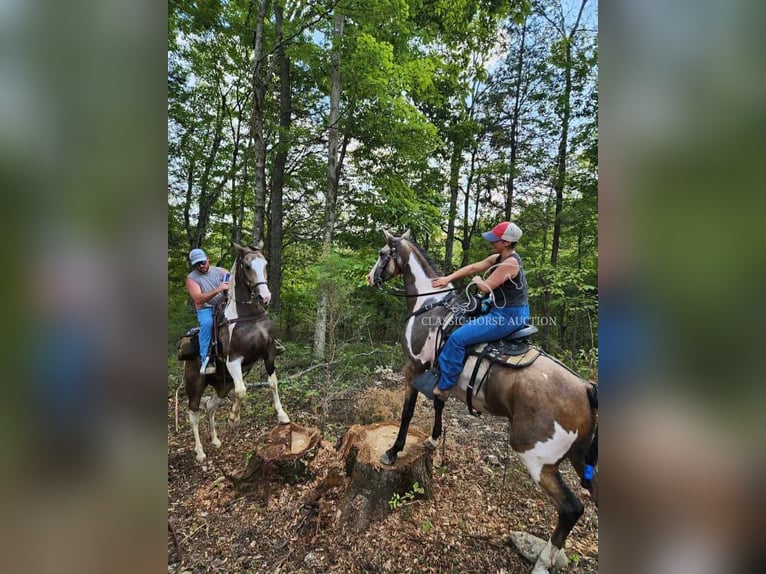 Tennessee Walking Horse Wallach 4 Jahre 152 cm Buckskin in Lynnville, TN