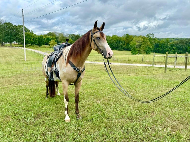 Tennessee Walking Horse Wallach 4 Jahre 152 cm Buckskin in Lynnville, TN
