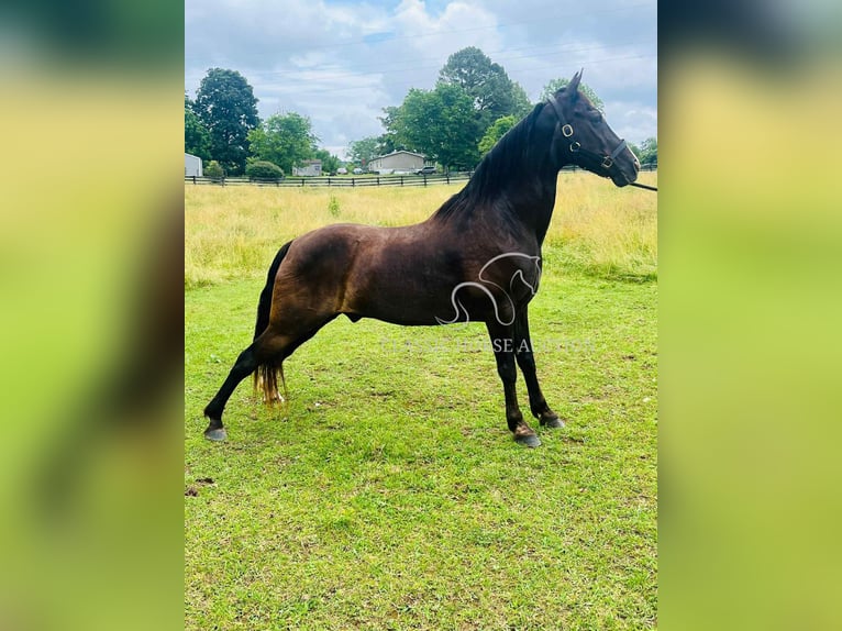 Tennessee Walking Horse Wallach 4 Jahre 152 cm Rappe in Tompkinsville, KY