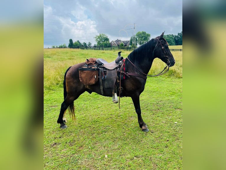 Tennessee Walking Horse Wallach 4 Jahre 152 cm Rappe in Tompkinsville, KY