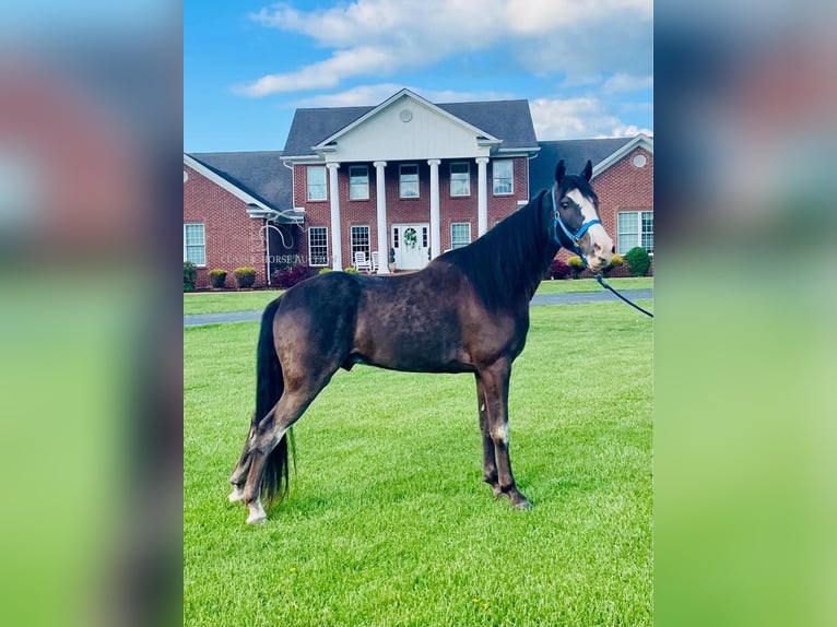 Tennessee Walking Horse Wallach 4 Jahre 152 cm Rappe in Tyner, KY