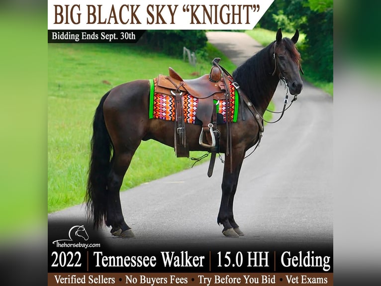 Tennessee Walking Horse Wallach 4 Jahre 152 cm Rappe in Tompkinsville, KY