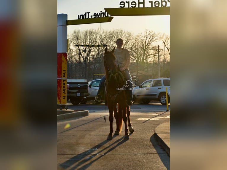 Tennessee Walking Horse Wallach 4 Jahre 152 cm Rotfuchs in Park Hills, MO