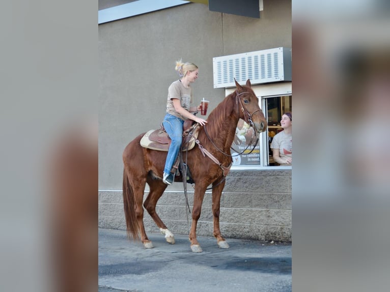 Tennessee Walking Horse Wallach 4 Jahre 152 cm Rotfuchs in Park Hills, MO